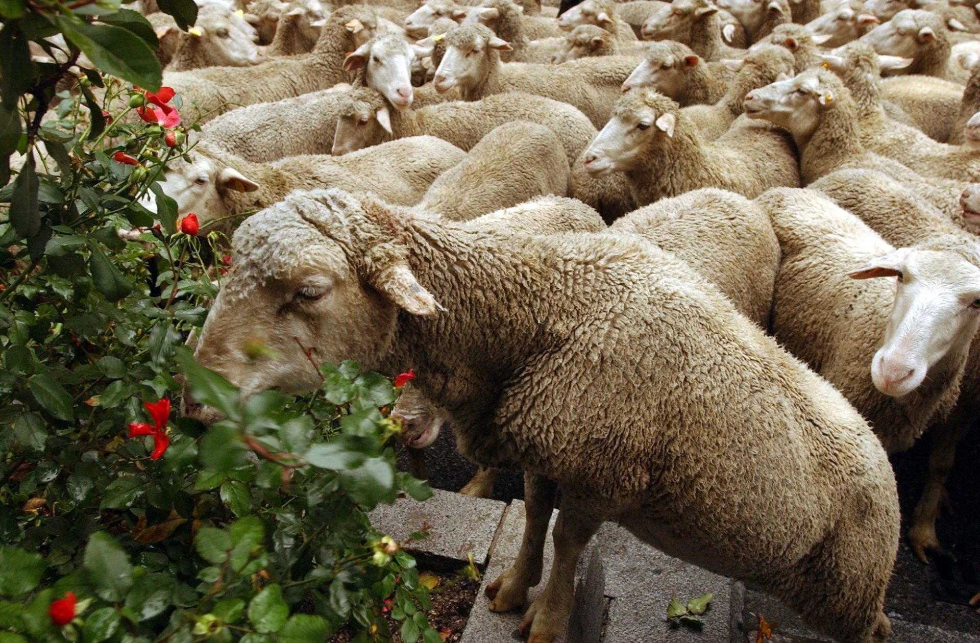 Aversión química en ovinos: una estrategia clave para la sostenibilidad agrícola