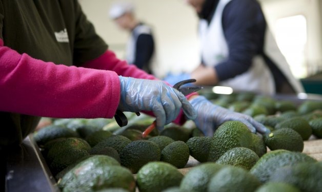 Cádiz y Huelva impulsan un crecimiento del 20 % en la producción de aguacate en España