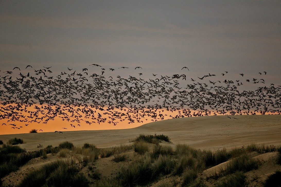 Efectividad por debajo del 50%: el duro impacto de la PAC en las aves según un nuevo estudio