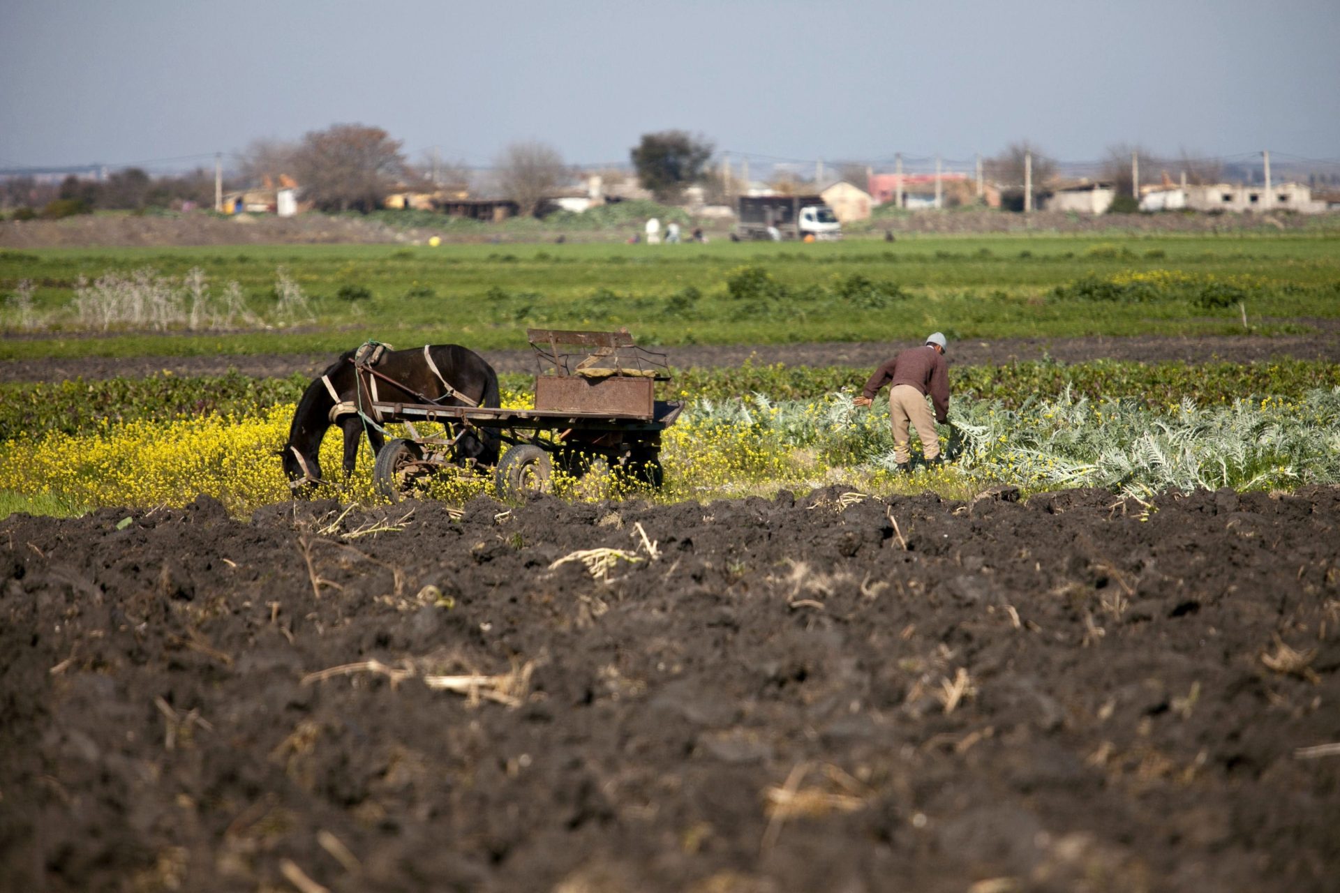 Evasión fiscal en la importación de tomate marroquí a la UE: COAG estima pérdidas de 72 millones