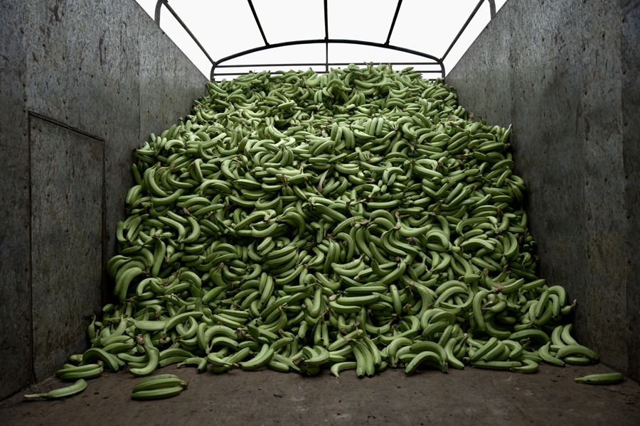 Exportaciones de banano de Ecuador aumentan y generan optimismo en el sector agrícola