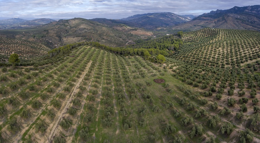 Mejorar el suelo del olivar europeo con carbón vegetal de biochar para cultivos más saludables