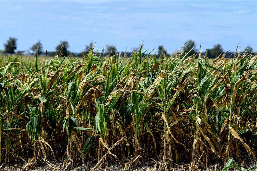México avanza hacia la prohibición del maíz transgénico en su agricultura