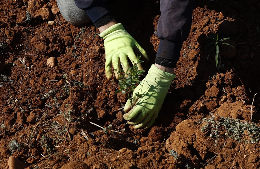 8,8 millones para 2.010 agricultores: así impacta la reserva nacional de la PAC en el campo español