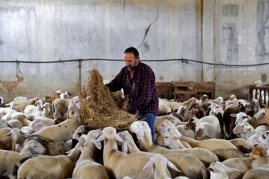 Agricultura alerta sobre fiebre aftosa y recomienda precauciones esenciales para el ganado