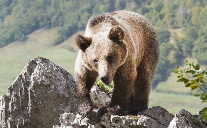 Caza y conservación: cómo la unión protege a osos, águilas y linces en su hábitat Caza y conservación: cómo la unión protege a osos, águilas y linces en su hábitat