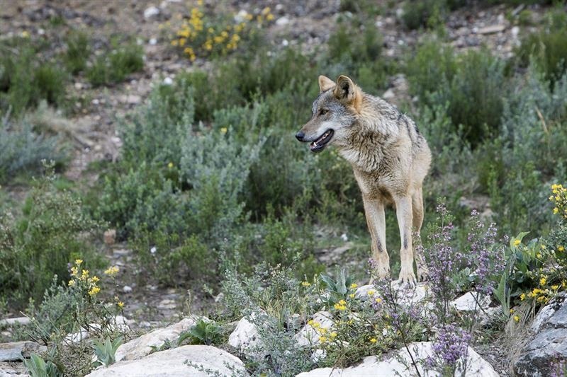 El lobo sigue sin cambios en su situación legal pese a menores protecciones en el Convenio de Berna