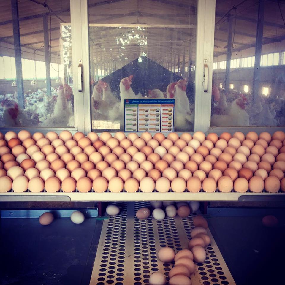 El precio del huevo se dispara un 30% en un año y España considera enviar a EEUU