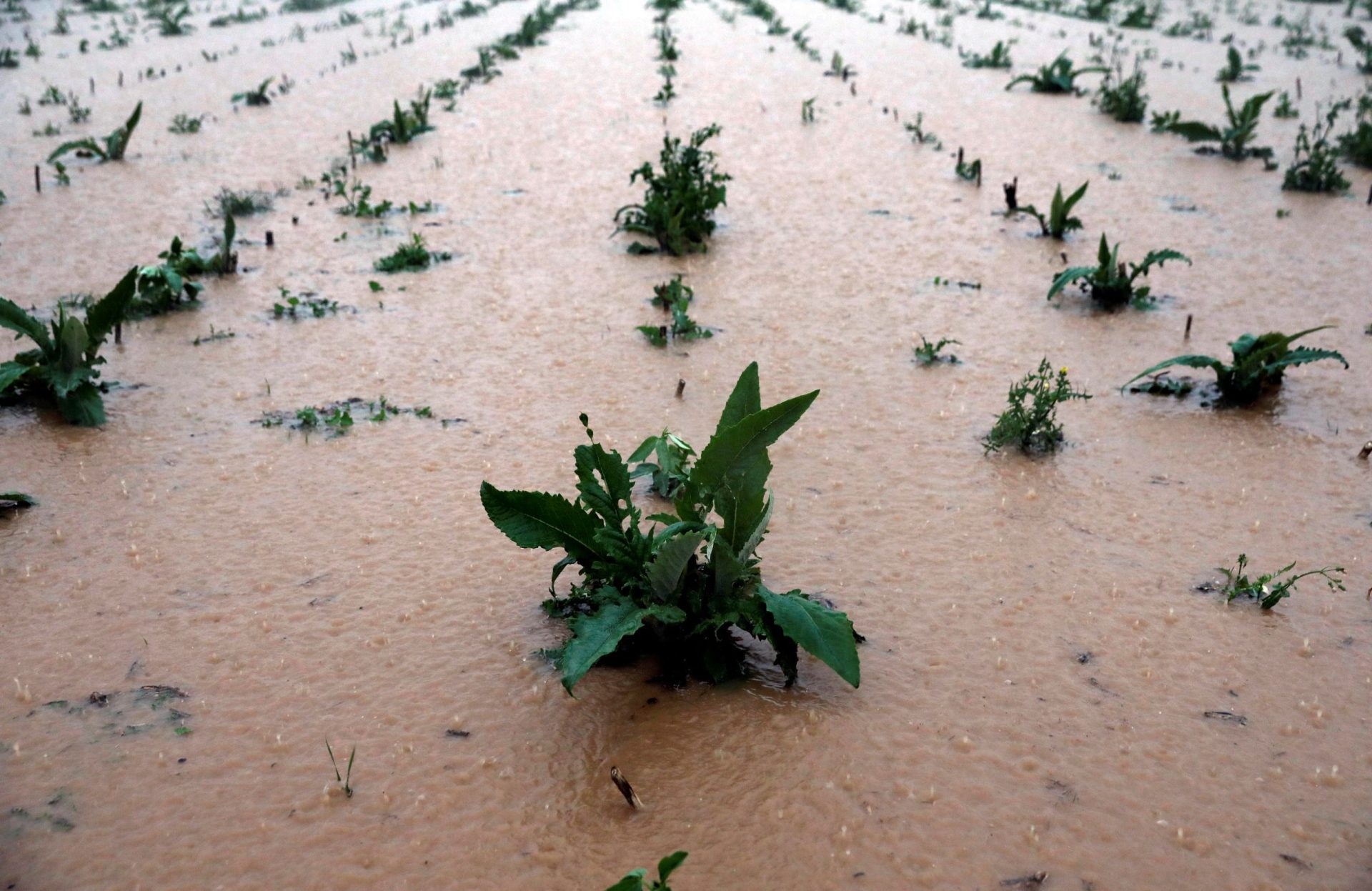 Exceso de humedad en hortícolas tras las lluvias: ¿cómo afecta al campo?