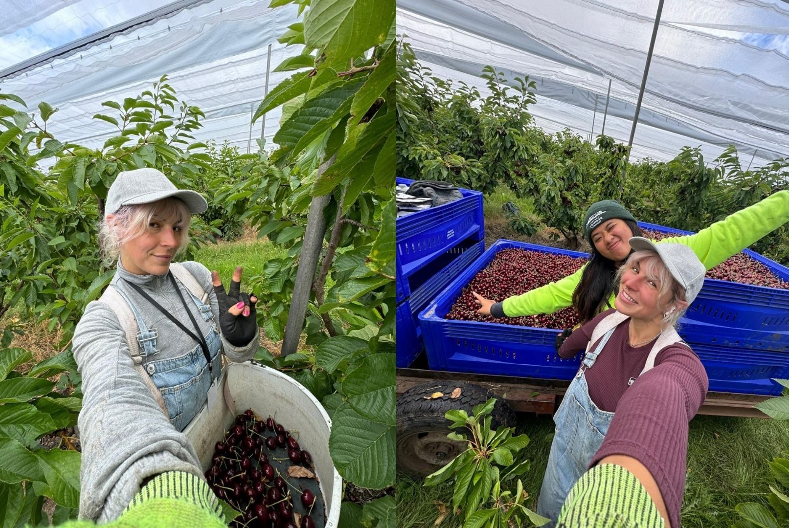 Jóvenes españoles eligen trabajar en Australia para ahorrar y explorar el mundo