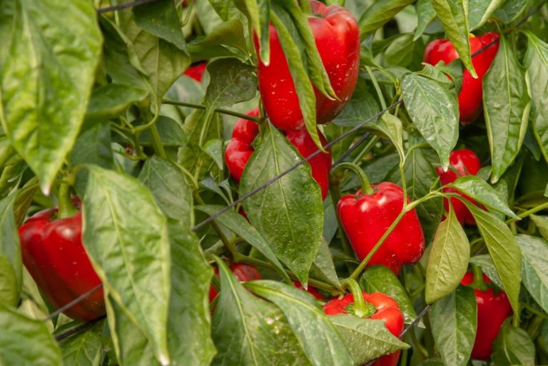 La DOP Pimentón de la Vera ofrece soluciones innovadoras para combatir plagas del pimiento