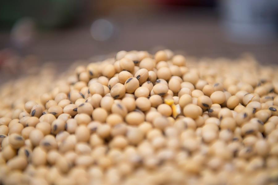 La UE evalúa medidas contra la soja y carne estadounidense en busca de protección agrícola