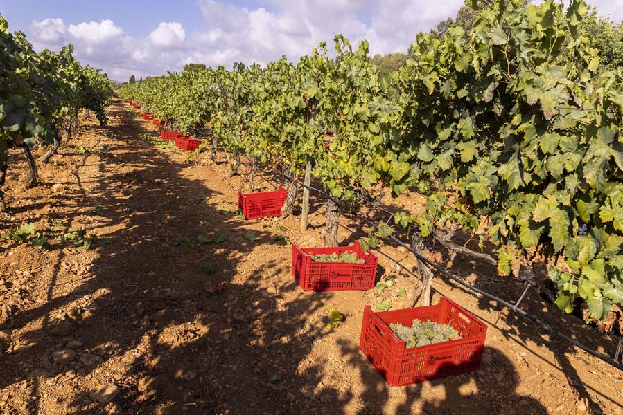 La nueva regulación de la UE que transformará el mercado del vino en Europa