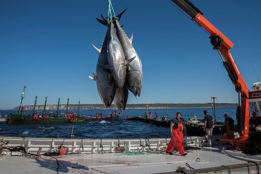 Almadrabas arrancan temporada de atún rojo en medio de la huelga de inspectores