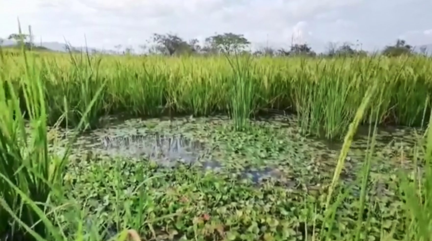 Costos crecientes y clima adverso: el futuro del arroz en Centroamérica en peligro