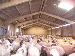 España inicia la exportación de ovinos a Argelia por mar desde este lunes