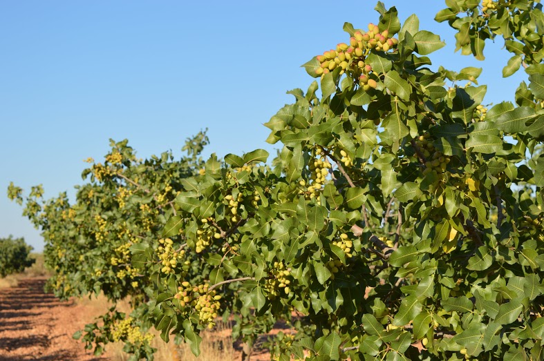 Los españoles aumentan su gasto en productos ecológicos: 66 euros de media en 2024