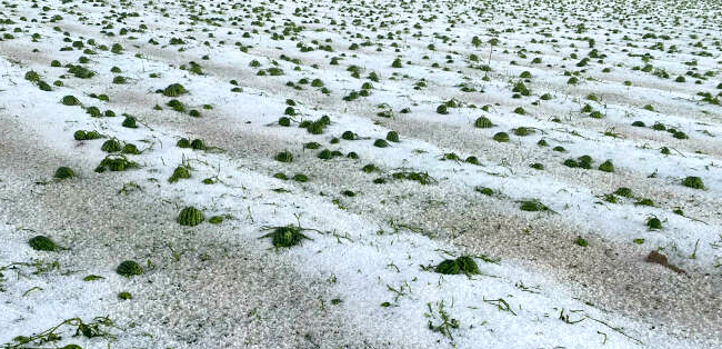 Cultivos devastados por pedrisco en Castilla-La Mancha y Aragón: impacto y soluciones en crisis agrícola