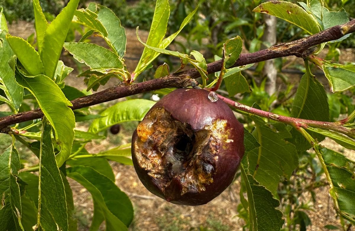 El pedrisco arrasa con 101.000 hectáreas agrícolas en mayo y los agricultores buscan soluciones