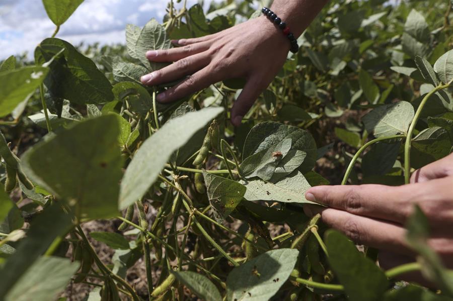 La soja se reinventa: de alimento ancestral a estrella del consumo global