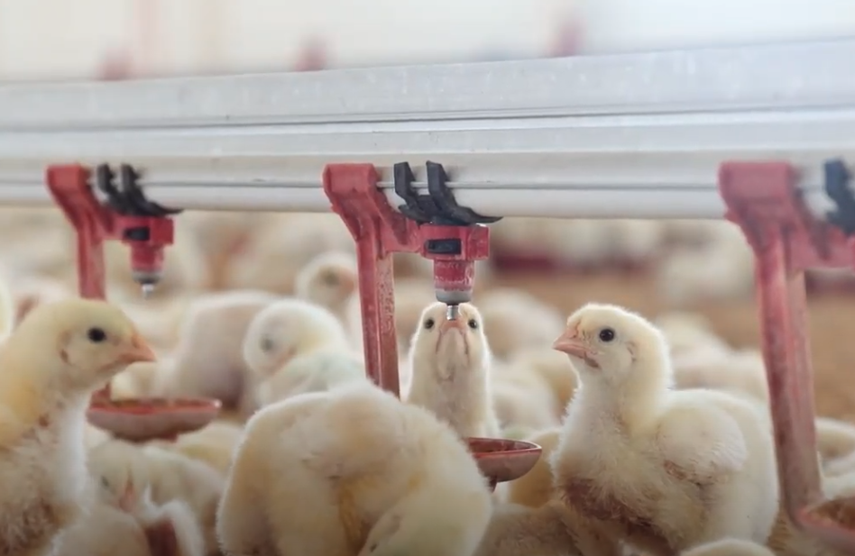 China extiende la prohibición de pollo brasileño tras brote de gripe aviar