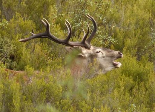 España apoya la prohibición del plomo y pide flexibilidad en su implementación