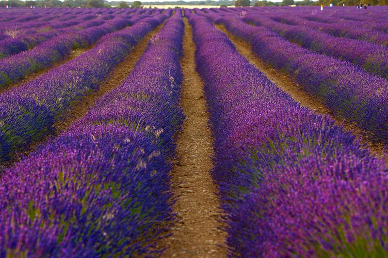 Lavanda en crisis: precios caen un 70% y los agricultores buscan alternativas