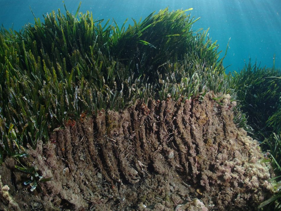 Pérdida alarmante del 60 % de posidonias en Málaga: la llamada a la acción que no podemos ignorar