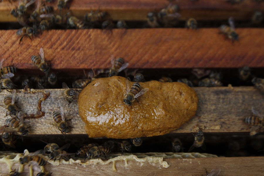 Varroa en apicultura española: más del 30% de colmenas en peligro por esta plaga