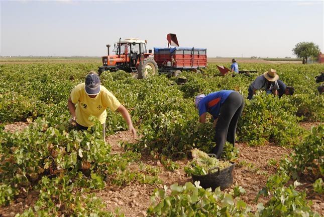 El sector agrícola ve un leve descenso en el paro: 79.009 personas buscan empleo