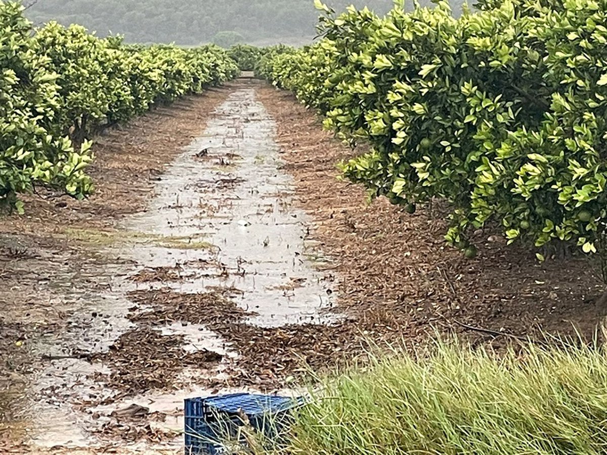 AVA-Asaja alerta sobre el impacto de fuertes lluvias en cultivos agrarios en España