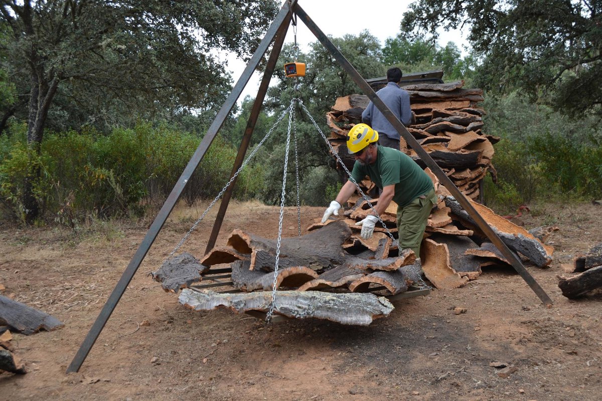 Asaja-Huelva destaca campaña de corcho satisfactoria pero alerta sobre la seca en la provincia
