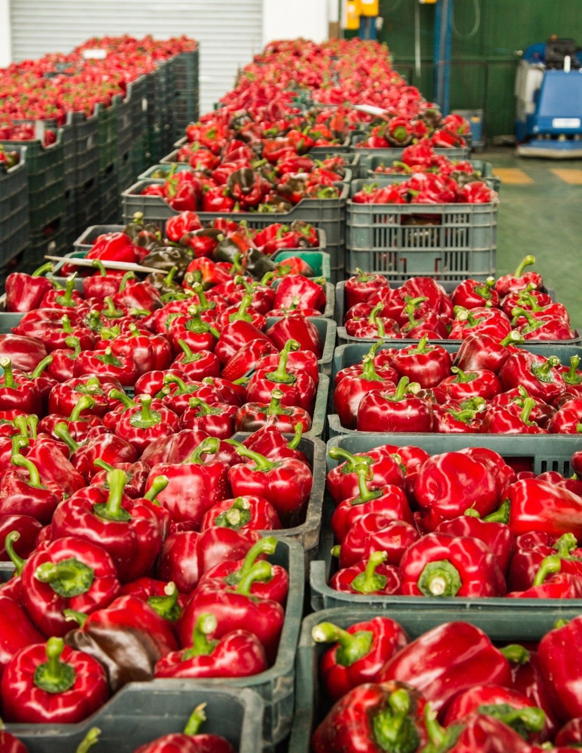 Cerca de 150 empleados de Agrupaejido se manifiestan en El Ejido por un ERTE del 95%