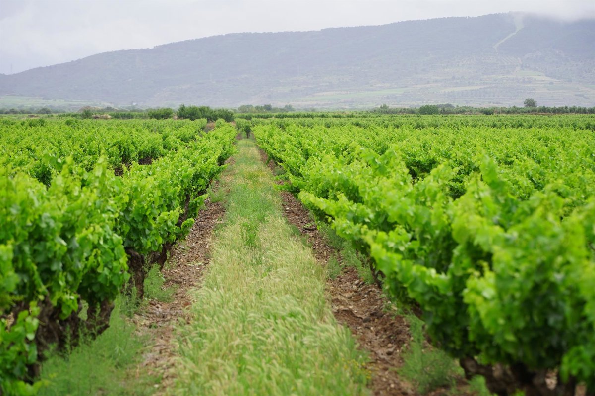 Con casi el 70% de la cosecha en bodega, viticultores sin precios ni contratos Con casi el 70% de la cosecha en bodega, viticultores sin precios ni contratos