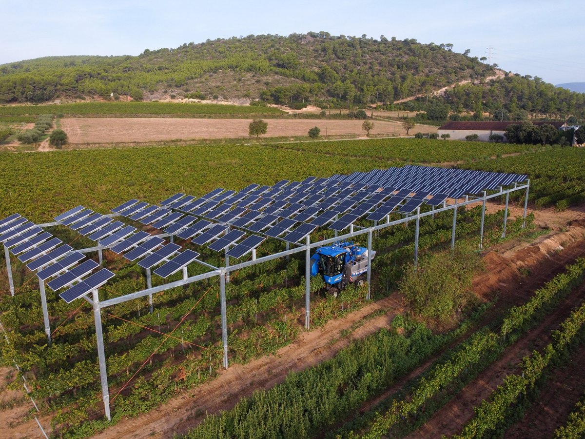 Familia Torres lanza una planta agrovoltaica piloto en sus viñas del Penedès