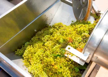 La vendimia ya está aquí: el gran problema tiene nombre y apellidos y no es el tiempo, es la falta de manos La vendimia ya está aquí: el gran problema tiene nombre y apellidos y no es el tiempo, es la falta de manos