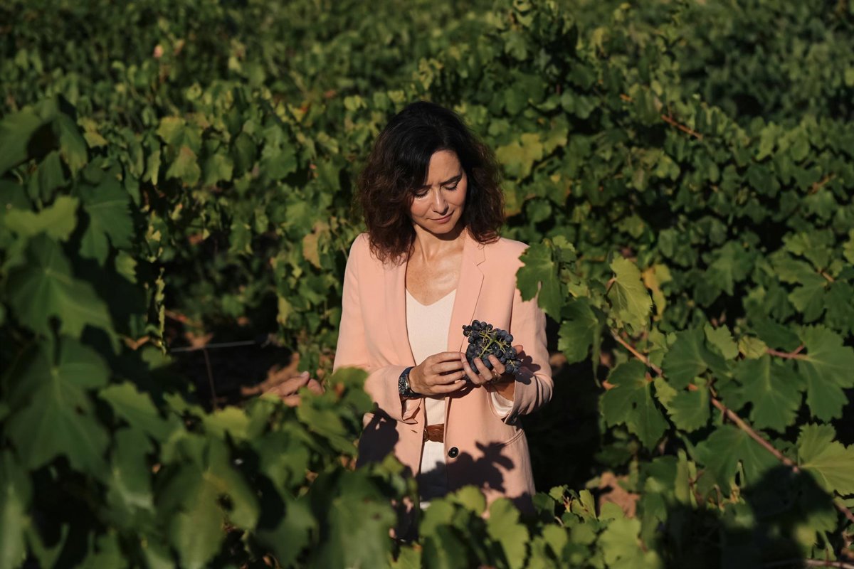 Madrid revive la marca Encinero con un vino tinto propio y un blanco de uvas autóctonas
