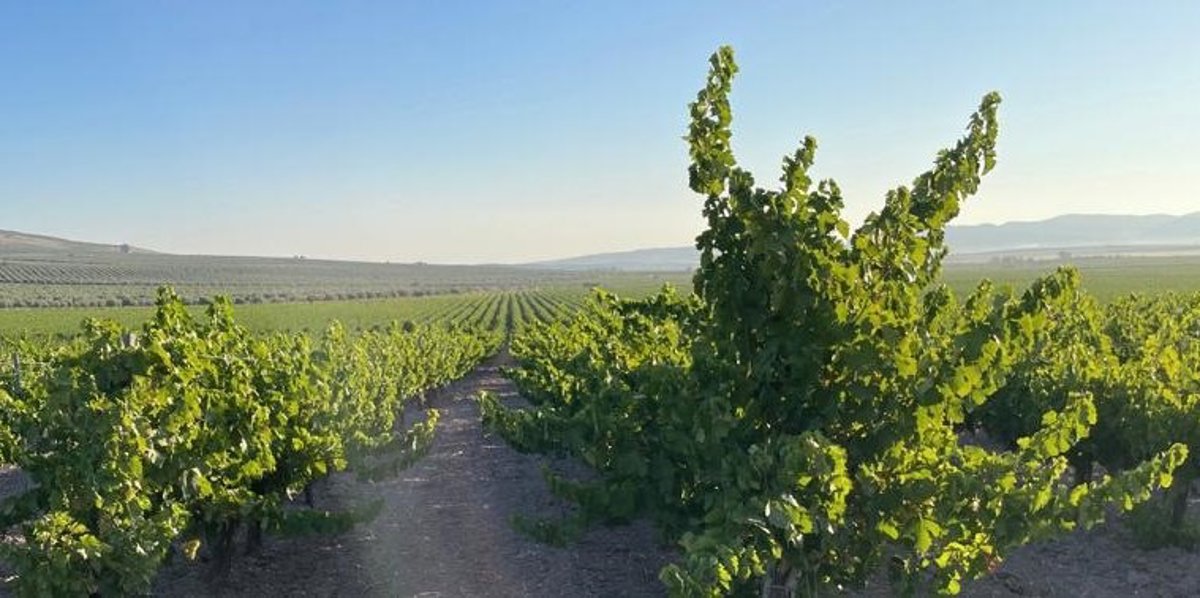 UPA Córdoba advierte sobre bajos precios de la uva que llevan al abandono de explotaciones