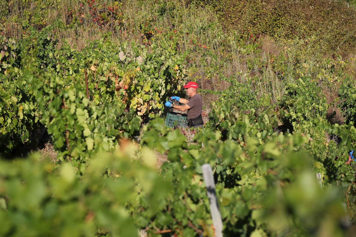 UPA advierte que esta vendimia será la segunda peor del siglo y denuncia la crisis estructural del vino
