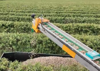 Almendra a seis euros y cosecha récord: así se recoge en Lleida la campaña de Agrowater Almonds Almendra a seis euros y cosecha récord: así se recoge en Lleida la campaña de Agrowater Almonds