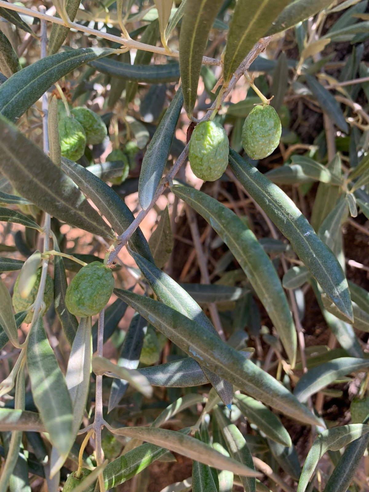 Asaja Córdoba alerta sobre la crítica situación del olivar por el retraso de las lluvias