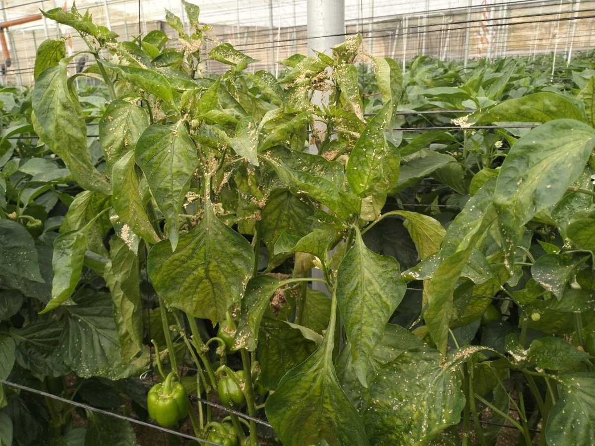 COAG pide acelerar la aprobación de fitosanitarios contra el trips en Almería