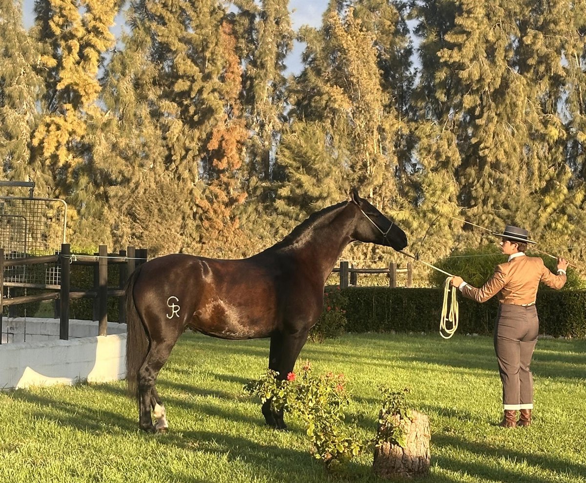 El Rocío acoge el Certamen Hispano-árabe 2025 con 40 ganaderías de España