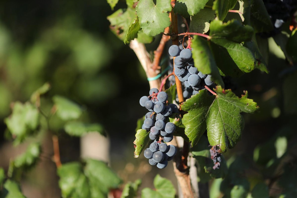 España lidera en Europa con casi tres millones de hectáreas de producción ecológica