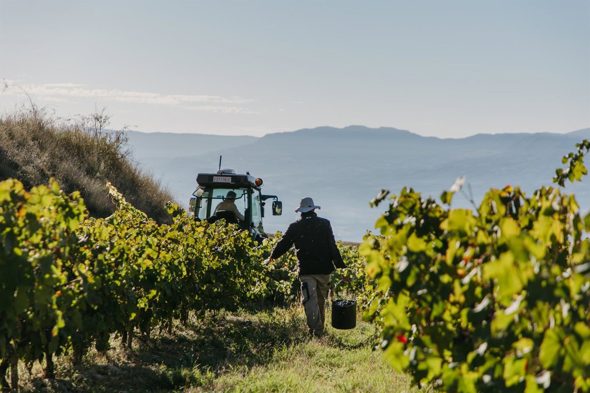 Familia Torres concluye la vendimia 2023 en Catalunya con la variedad ancestral pirene