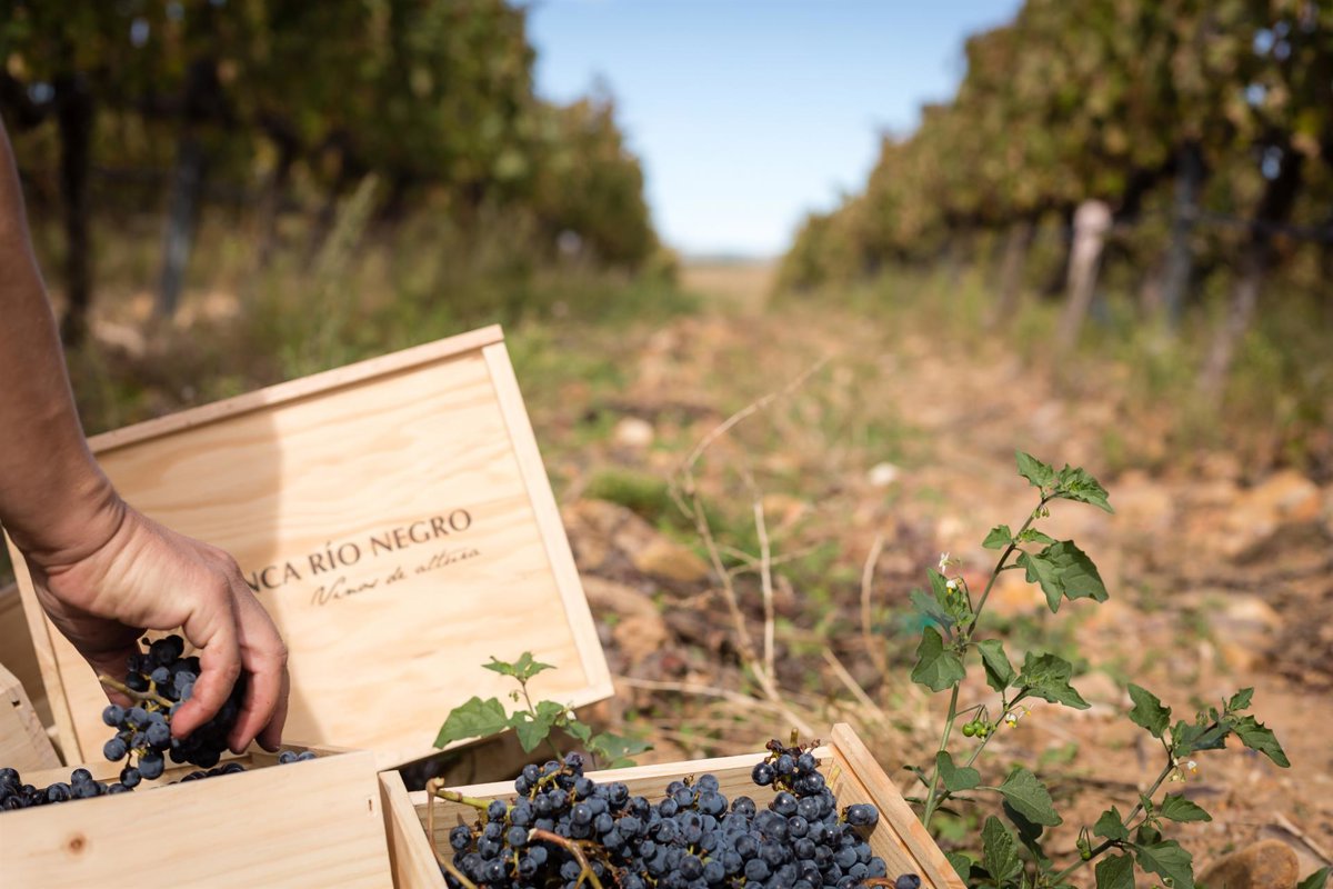 Finca Río Negro concluye su vendimia con una calidad de uva excepcional