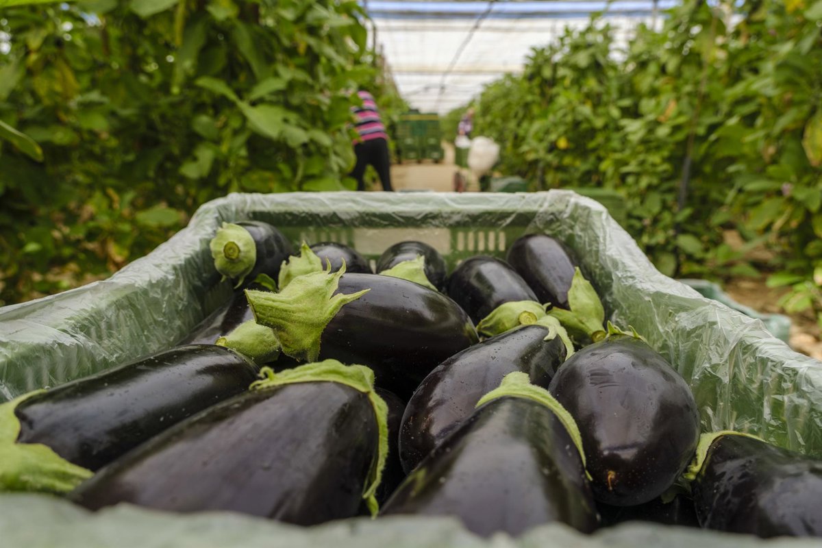 Hortyfruta alerta sobre la inestabilidad del mercado de calabacín, berenjena y tomate en Andalucía