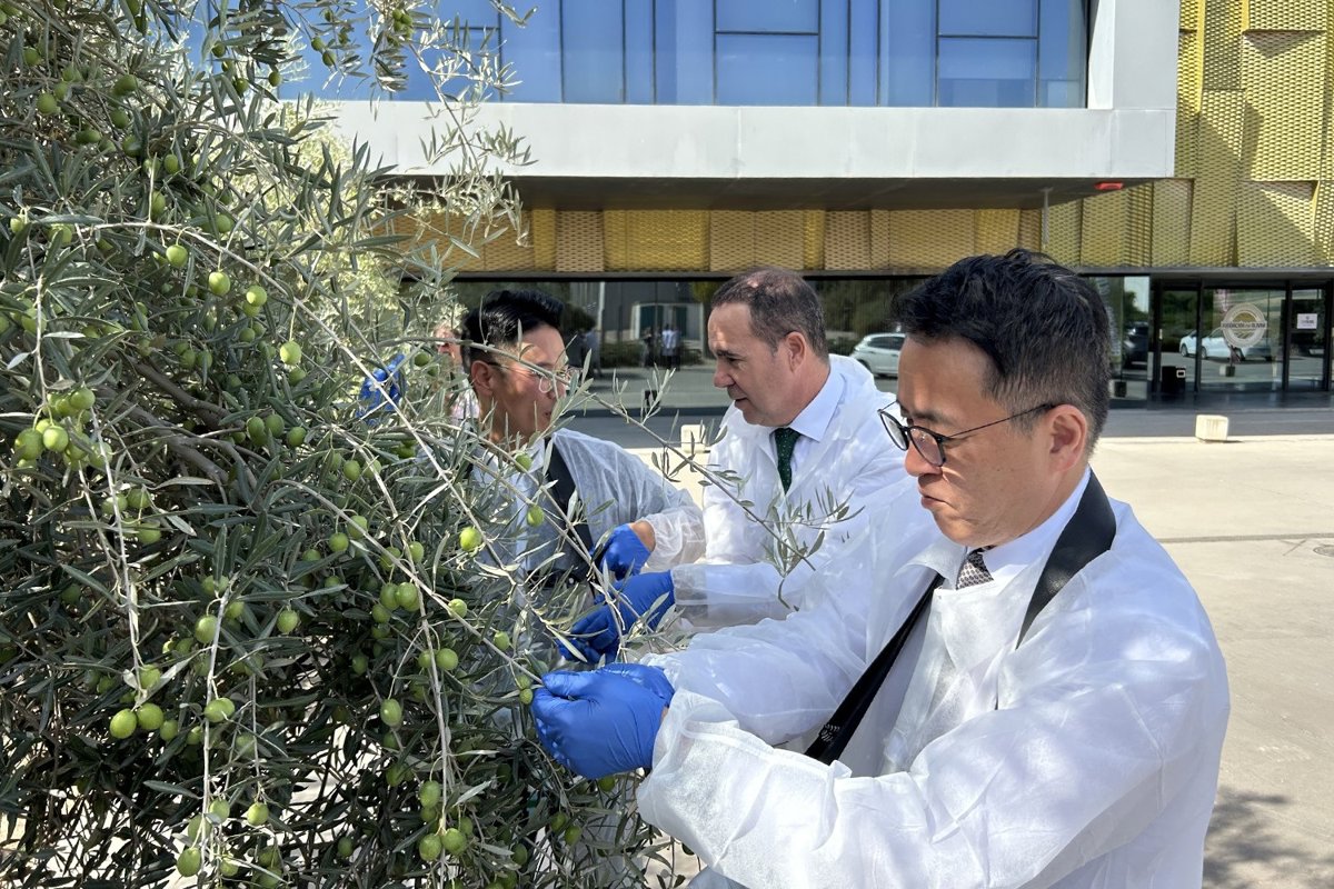 La Fundación del Olivar impulsa el aceite de oliva español en Corea del Sur