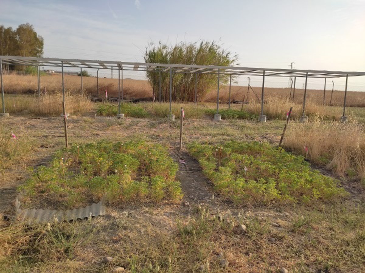 La UCO investiga una leguminosa resistente a la sequía para mejorar la dehesa