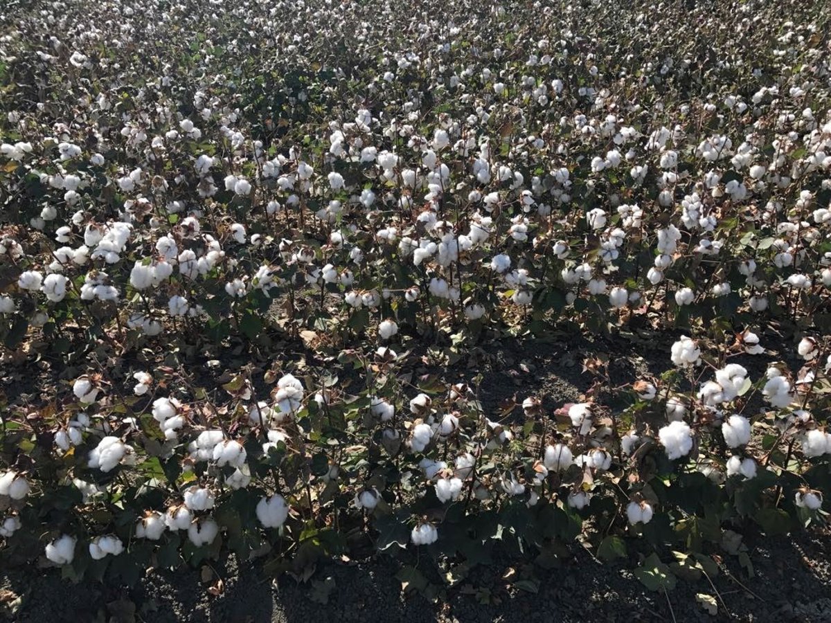 La campaña del algodón en Córdoba arranca con menor superficie y rendimientos bajos